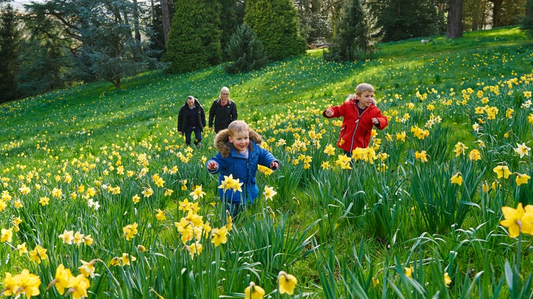 A family in the garden in spring surrounded by daffodils at Waddesdon Manor in Buckinghamshire